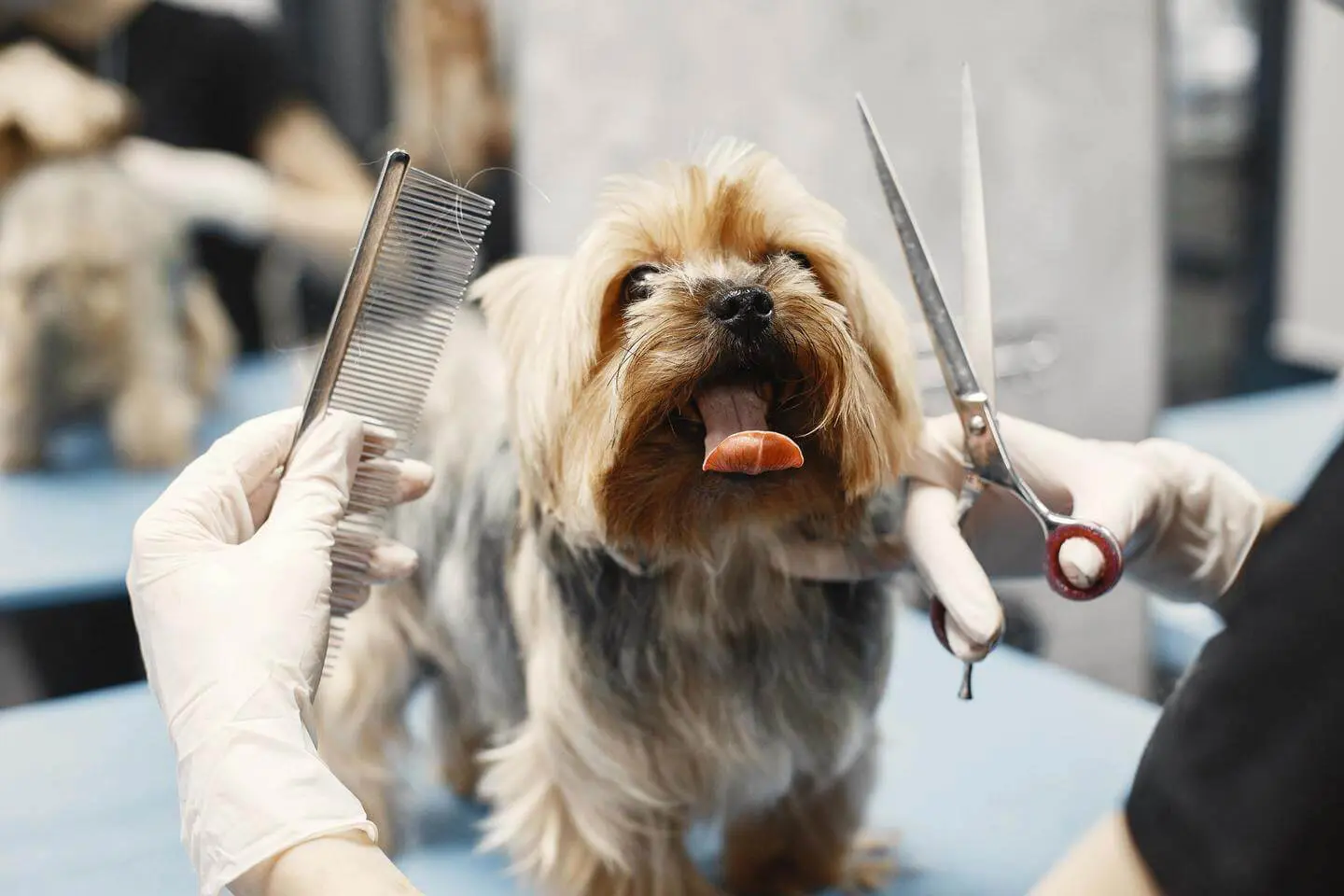 A lady holding a comb and a scissor while the dog is yawning