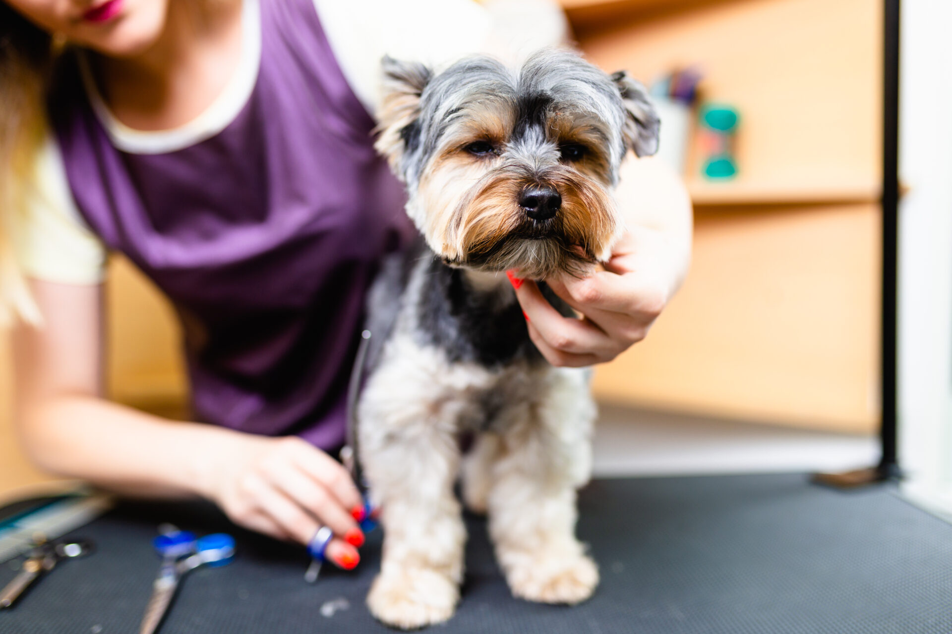 Yorkshire terrier at grooming salon.