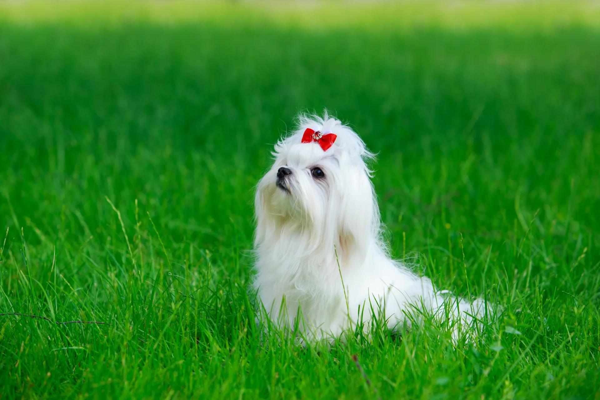 Maltese