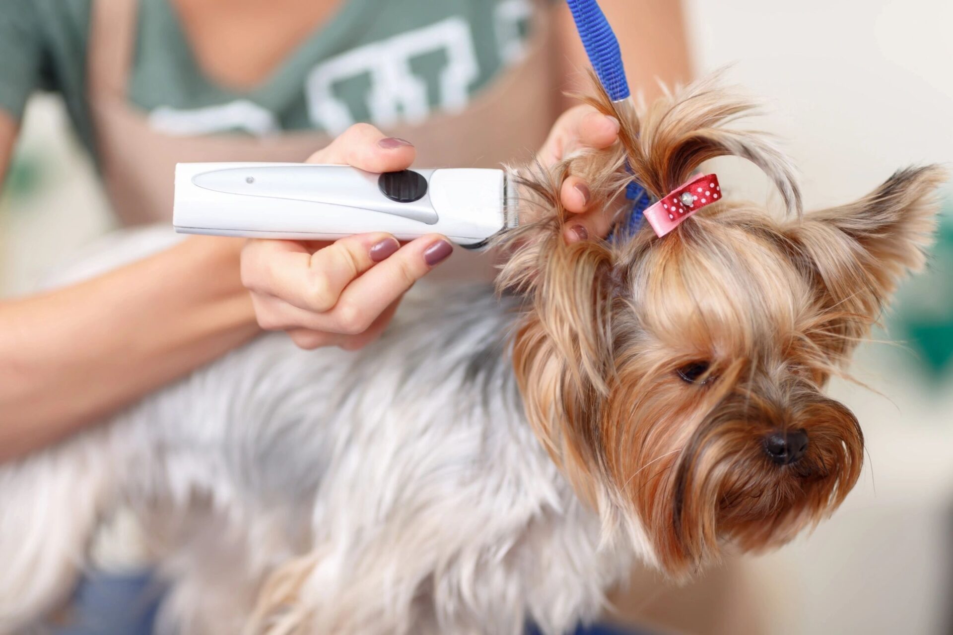 A dog using mobile dog grooming in Pepper Pike, OH